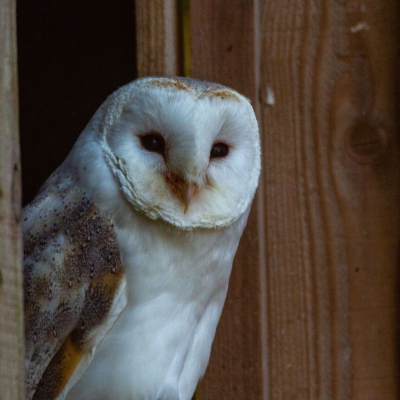 Barn owl - De Zonnegloed - Animal park - Animal refuge centre 